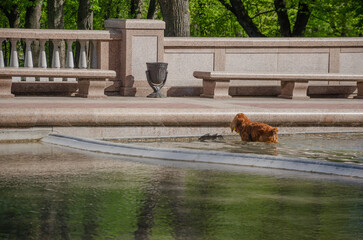 Dog Playing Ball in Water in Fountain