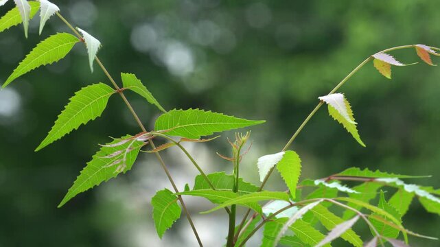 Neem plant with fresh green leaves, medicinal herb known for antibacterial properties, natural healing, organic agriculture, tropical tree foliage in sunlight.
