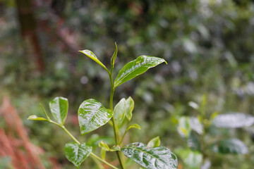 green leaves on the ground