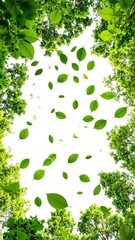 Obraz premium A bright white sky serves as a backdrop for a lush canopy of vibrant green leaves, creating a serene and refreshing natural scene.