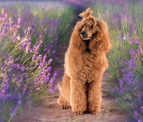 Fototapeta premium standard poodle in nature