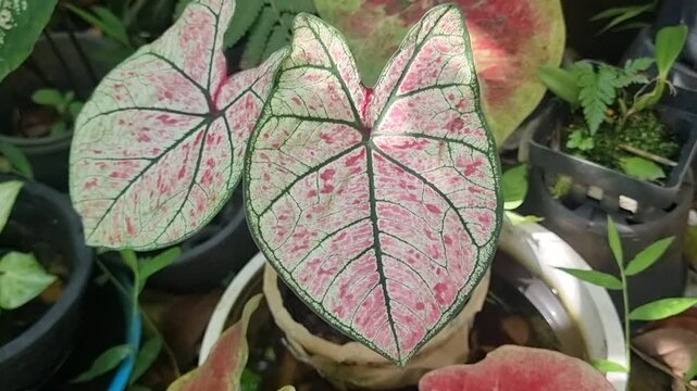 caladium leaves showcasing intricate patterns of white and pink with green veins