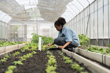 Cultivating vegetable plot. Vegetable growing in organic farm. Greenhouse vegetable farm. African American botanist study and research structure and biological processes of plants in vegetable farm