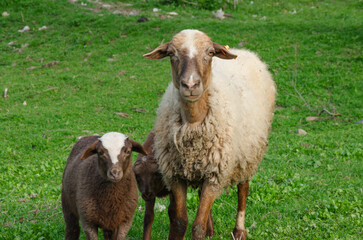 Sheep and lamb walking on the paddock in summer