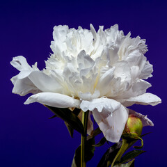 Fototapeta premium White Peony Bloom and Bud on a Vibrant Purple Background