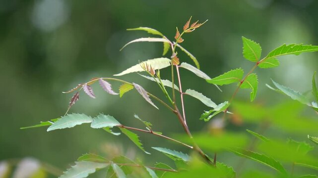 Neem plant with fresh green leaves, medicinal herb known for antibacterial properties, natural healing, organic agriculture, tropical tree foliage in sunlight.