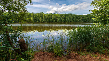 Green oaks by the lake. Blurred reflection of trees in water..