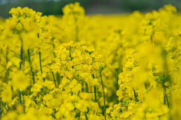 Obraz premium 北海道 菜の花畑 安平町