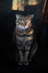 Bengal cat sits on a chair illuminated by the sun