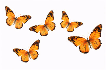 Fototapeta premium collection of butterflies