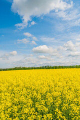 Obraz premium 北海道 菜の花畑 安平町