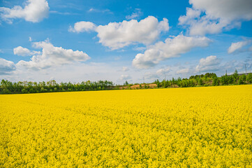 Obraz premium 北海道 菜の花畑 安平町