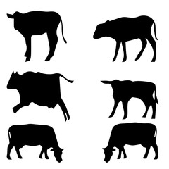 black cow vector. cow vector art, icons and graphics illustration image. beautiful cow