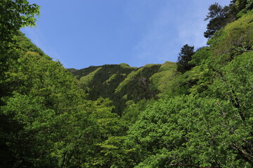 登山道