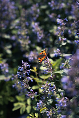 Kleiner Fuchs unterwegs im Blumenbeet