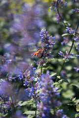 Kleiner Fuchs unterwegs im Blumenbeet