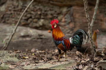  Red Junglefowl (Gallus gallus,Wild Chickens) of Nature in thailand