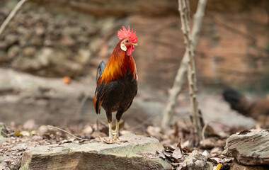  Red Junglefowl (Gallus gallus,Wild Chickens) of Nature in thailand