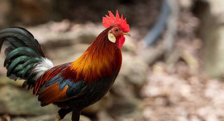 Red Junglefowl (Gallus gallus,Wild Chickens) of Nature in thailand