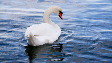 Obraz premium Mute swan swimming on a calm lake, captured in natural light.