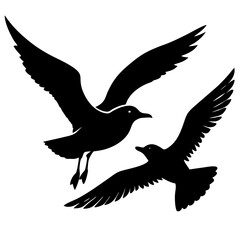 black headed gull