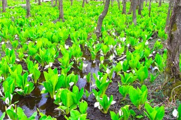 カタクリの花
