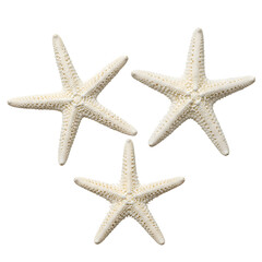Three White Starfish: Beach Decor, Ocean Theme, Coastal Design Elements on transparent background