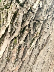 Rugged Tree Bark with Natural Moss Details