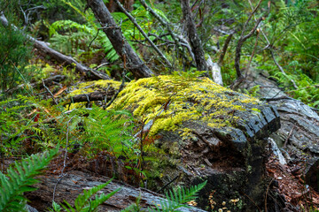 Yellowy-green moss and fungi on fallen timber on the forest floor, Cradle Mountain - Lake St Clair...
