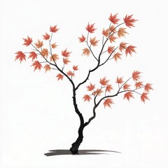 Fototapeta premium Japanese Maple Branch in Autumn Colors on White Background