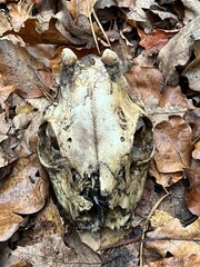 skull of a red deer on the ground