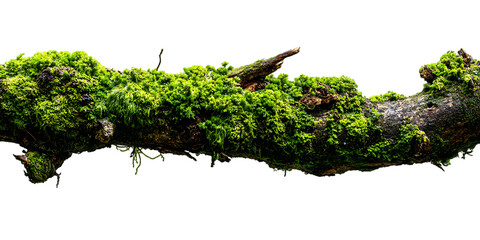 Moss covered branch isolated on black background