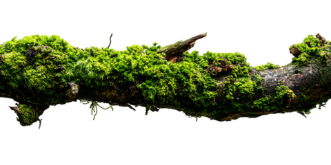 Moss covered branch isolated on black background