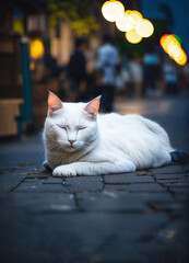 cat in the snow