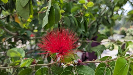 Red Powder Puff Flower: Vibrant Tropical Shrub Bloom. Ideal for Floral, Nature Exotic Garden Designs.