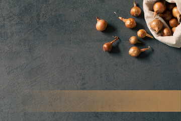 Plant bulbs in canvas bag on gray background, top view, copy space. Decorative frame for your promo text.