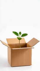 plant in a box
