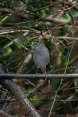 Common nightingale (Luscinia megarhynchos) sits on a branch