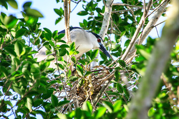 Black-crowned Night Heron on Nest in Hong Kong