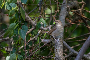 Common nightingale (Luscinia megarhynchos) with worm