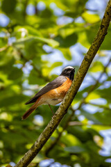 Bird Phoenicurus phoenicurus with an orange tail and black