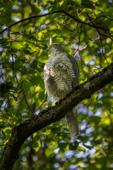 Beautiful Northern Goshawk juvenile Accipiter gentilis