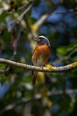 Bird Phoenicurus phoenicurus with an orange tail and black sings song