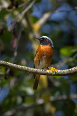 Bird Phoenicurus phoenicurus with an orange tail and black
