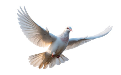 Fototapeta premium White dove flying as a symbol of peace and freedom in the sky