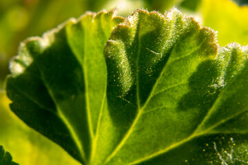 close up of green leaf © Rob