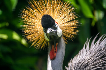 Close-up of Black Crowned-Crane (balearica pavonina) at the Panaʻewa Rainforest Zoo and Gardens in Hilo (Big Island)