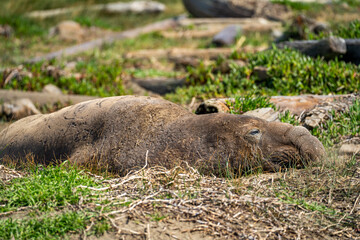 A male elephant seal at Drakes Beach, California