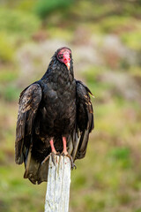 Turkey vulture (Cathartes aura) in its natural habitat