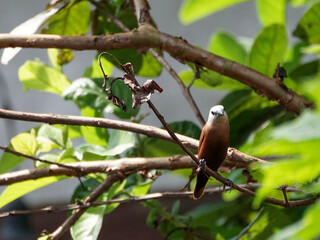 Bondol Haji (Lonchura maja), the Hajj sparrow, has a white head and perches on a branch.